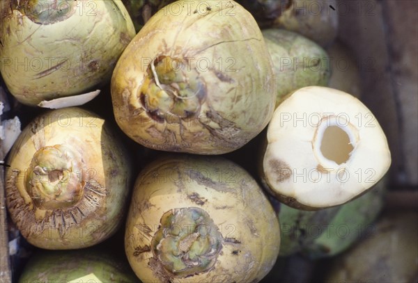 Fresh coconut. A display of fresh coconut (Cocos nucifera) at a market stall in Bombay. Bombay (Mumbai), Maharashtra, India. Mumbai, Maharashtra, India, Southern Asia, Asia.