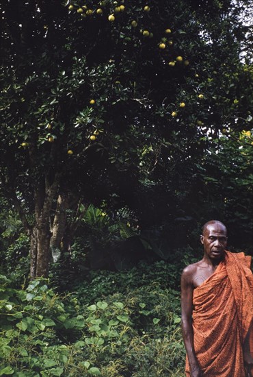 Posing beside an orange tree. A Ghanaian man wearing colourful robes poses for the camera beside an orange tree (Citrus sinensis). Probably Aburi, Ghana, circa 1960. Aburi, East (Ghana), Ghana, Western Africa, Africa.