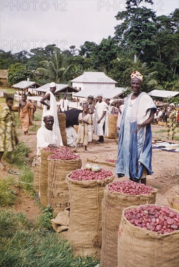 Kola nut merchant, Asante. A kola nut merchant stands beside several sacks containing kola nut seeds at an outdoor market on the road between Kumasi and Ofinso. Asante, Ghana, circa May 1959., Ashanti, Ghana, Western Africa, Africa.