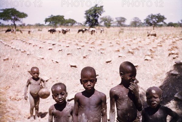 Cowherds in a yam field. Several young boys watch over cattle grazing in a cultivated yam field. Near Tamale, Ghana, circa 1961. Tamale, North (Ghana), Ghana, Western Africa, Africa.