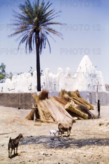 Mud mosque at Walewale. Goats roam free in an animal enclosure beside a painted mud mosque in Walewale. Ghanaian mud mosques borrow their design from those of Sudan, but take on a softer, rounder look due to Ghana's heavier rainfall and differing soil composition. The horizontal beams that support the mosque's roof and towers can be seen projecting through its outer wall. Walewale, Ghana, January 1958. Walewale, North (Ghana), Ghana, Western Africa, Africa.