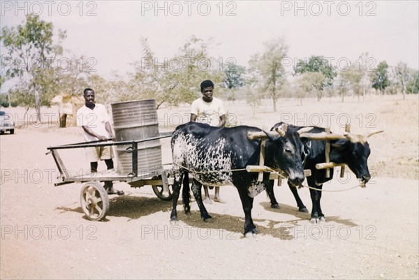 A bullock cart in Zuarungu. Two men guide a bullock cart transporting an oil drum along a road in Zuarungu. Zuarungu, Ghana, circa 1960. Zuarungu, North (Ghana), Ghana, Western Africa, Africa.