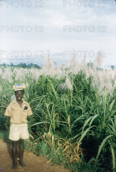 Schoolboy in Ghana. A uniformed schoolboy walks past a field of cultivated sugar cane as he returns home from school balancing books on his head. Ghana, circa 1960. Aba, Abd Allah, Ghana, Western Africa, Africa.