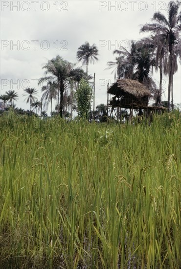 Rice fields in Sierra Leone. View over a rice field, with an elevated thatched hut in the distance. Sierra Leone, circa 1960. Sierra Leone, Western Africa, Africa.