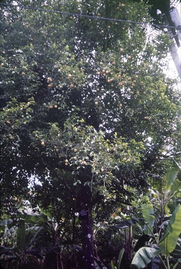 A nutmeg tree in St Lucia. The fruit of the nutmeg tree (Myristica) hangs from its branches ready to be harvested. St Lucia, 1975. St Lucia, Caribbean, North America .