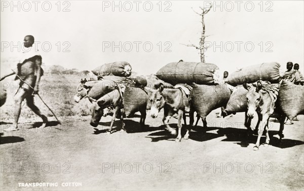 Transporting cotton seeds, Nigeria. Donkeys laden with sacks of cotton seeds are led along a road enroute to a rural trading station. Nigeria, circa 1920. Nigeria, Western Africa, Africa.