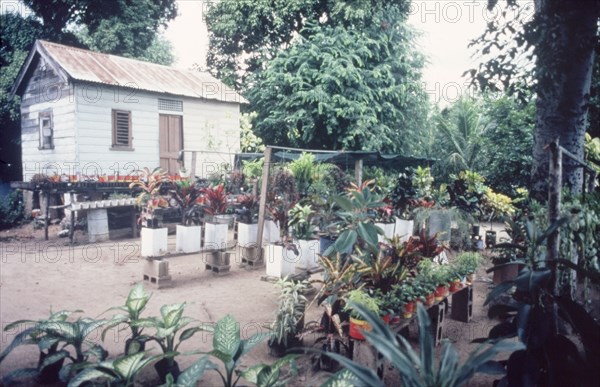 Potted plants for sale. Rows of potted plants for sale sit in rows outside a small wooden house on stilts. Jamaica, circa 1975. Jamaica, Caribbean, North America .