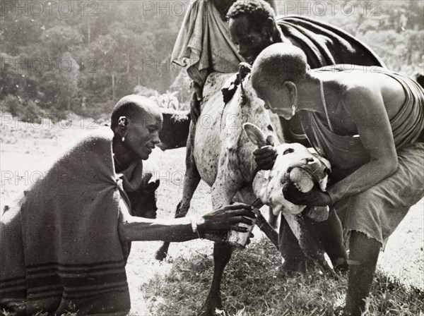 Drawing blood from an ox. Three Kikuyu men restrain an ox with a tourniquet around its neck, whilst a fourth collects blood from the animal's jugular vein after piercing it with an arrow. The blood is traditionally mixed with cow's milk to make a nourishing meal: a custom borrowed from the Maasai. South Nyeri, Kenya, 1936. Nyeri, Central (Kenya), Kenya, Eastern Africa, Africa.