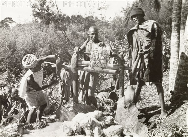 Pressing sugar cane to make beer. Kikuyu men press sugar cane to make beer. The juice is collected in an ox hide and poured into gourds to ferment, resulting in a brew stronger than beer made from millet. South Nyeri, Kenya, 1936. Nyeri, Central (Kenya), Kenya, Eastern Africa, Africa.