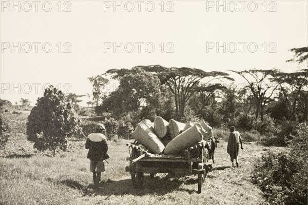 Transporting pyrethrum. Two farm labourers lead an ox-drawn cart laden with sacks of pyrethrum flowers through the countryside to an exportation station. Kenya, circa 1925. Kenya, Eastern Africa, Africa.