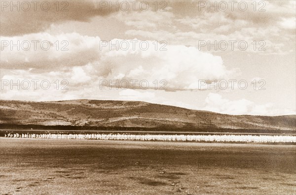 Flock of birds on a Kenyan lake. A flock of white birds crowd the shoreline of a Kenyan lake. Kenya, circa 1933. Kenya, Eastern Africa, Africa.