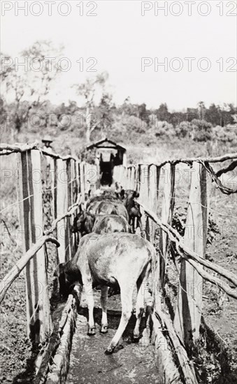 Cattling herding in Njoro. Young cattle are herded through a narrow enclosure at a settler's farm in Njoro. Njoro, Kenya, 1934. Njoro, Rift Valley, Kenya, Eastern Africa, Africa.