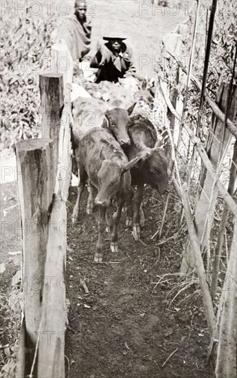 Cattling herding in Njoro, Kenya. Young cattle are herded through a narrow enclosure at a settler's farm in Njoro. Njoro, Kenya, 1934. Njoro, Rift Valley, Kenya, Eastern Africa, Africa.