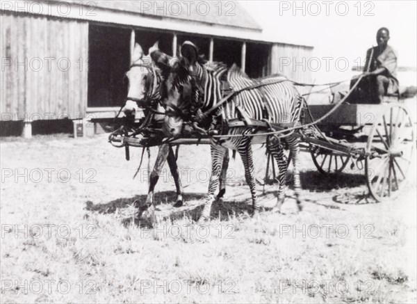 Unusual transport'. A man drives a buggy pulled by a zebra and a mule. Tanganyika Territory (Tanzania), circa 1925. Tanzania, Eastern Africa, Africa.
