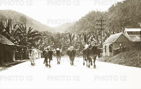 When the cows come home'. Six long-horned cattle walk along a suburban road against a background of palm trees. Jamaica, circa 1925. Jamaica, Caribbean, North America .