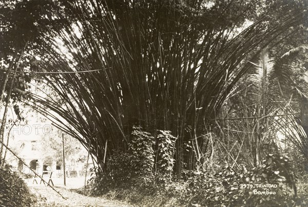 Bamboo on Trinidad island. A giant bamboo (Dendrocalamus giganteus Wall. Ex Munro) overhangs a leafy path in Trinidad. Trinidad, circa 1935. Trinidad and Tobago, Caribbean, North America .