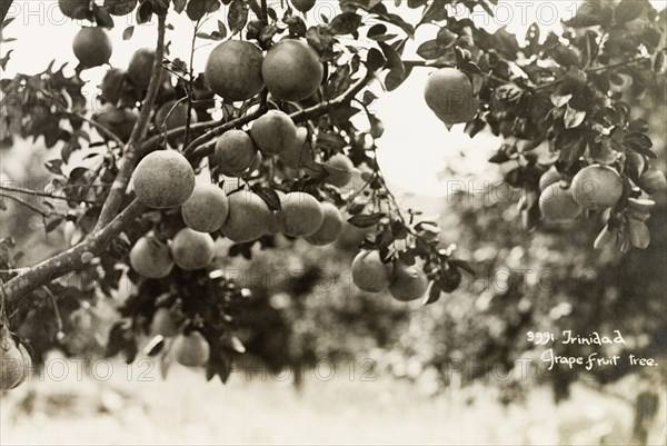 A branch of grapefruits. Grapefruits (Citrus paradisi) grow on the branch of a grapefruit tree. Trinidad, circa 1935. Trinidad and Tobago, Caribbean, North America .