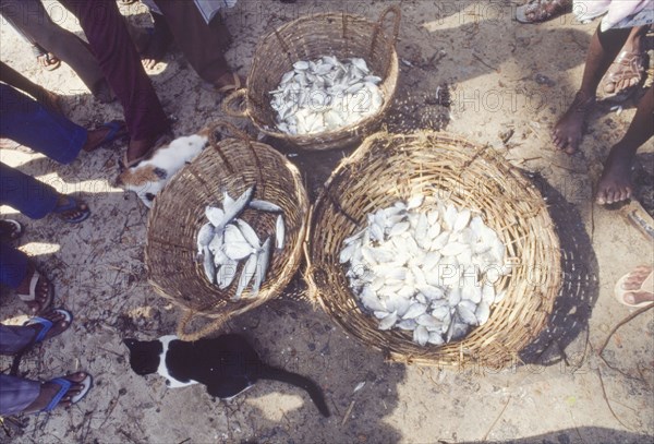 Baskets of fresh fish at an Indian market. Pairs of legs surround three baskets containing freshly caught fish at an outdoor market in Cochin (Kochi). Two cats loiter expectantly amongst the crowd. Cochin (Kochi), Kerala, India, circa 1985. Kochi, Kerala, India, Southern Asia, Asia.