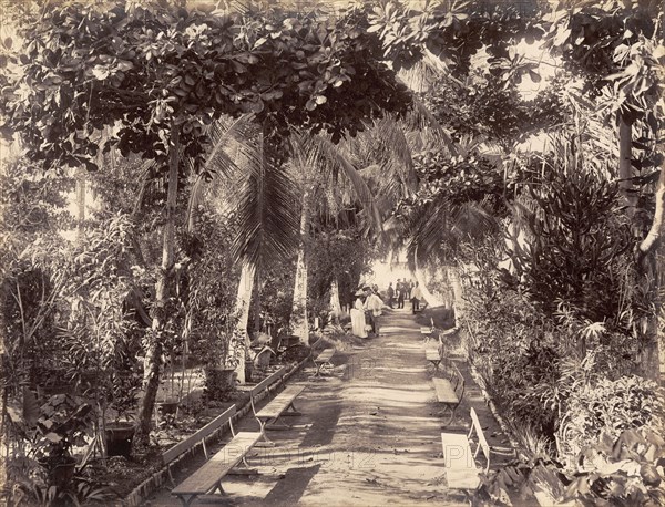 Myrtle Bank Gardens, Kingston. View along an avenue lined with trees and park benches in Myrtle Bank Gardens. Kingston, Jamaica, circa 1891. Kingston, Kingston, Jamaica, Caribbean, North America .