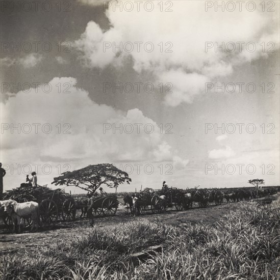 Taking sugar cane to a weighing station. A train of bullock carts transport sugar cane from a plantation to a weighing station. Trinidad and Tobago, circa 1939. Trinidad and Tobago, Caribbean, North America .