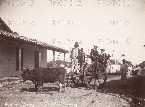Passenger transportation, Cuba. Several men hitch a ride through town on a cart pulled by long-horned cattle. Cuba, circa 1910. Cuba, Caribbean, North America .