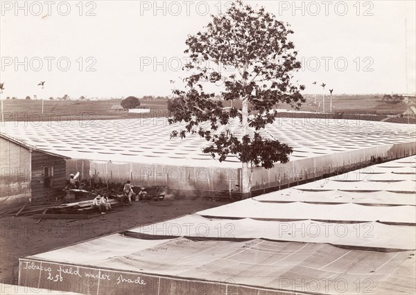 Tobacco field under shade'. A field of tobacco is covered with netting to shade the crop and protect it from pests. Cuba, circa 1910. Cuba, Caribbean, North America .