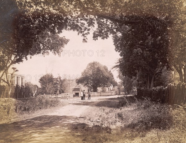 St. Andrew's Church, Jamaica. Trees line a road leading to St Andrew's Church. Half Way Tree, Jamaica, circa 1896. Half Way Tree, St Andrew (Jamaica), Jamaica, Caribbean, North America .