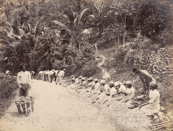 Mending our ways'. Male and female indentured labourers work on the construction of a new road. Several of the men use pickaxes to extract earth, whilst a row of women sit in the verge, using hammers to break up rocks for road surfacing. Jamaica, circa 1891. Jamaica, Caribbean, North America .