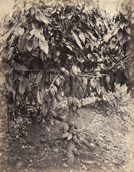Cocoa tree with cacao pods. Cacao pods weigh down the branches of a cocoa tree. Probably Caribbean, circa 1883., Caribbean, North America .