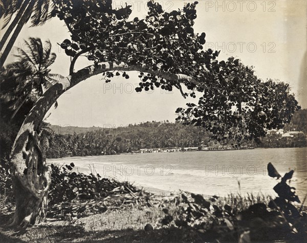 Beach scene in Trinidad and Tobago. A tree overhangs a beach. Probably Trinidad and Tobago, circa 1912. Trinidad and Tobago, Caribbean, North America .