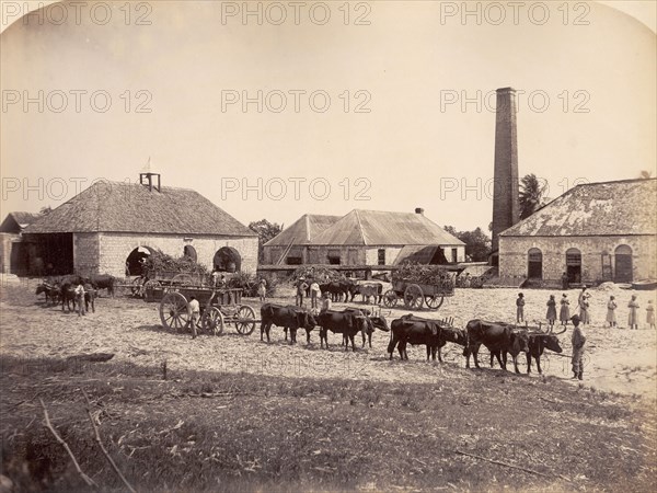 The Llandovery Sugar Estate, Jamaica. Teams of yoked cattle arrive at the Llandovery Sugar Estate pulling carts full of harvested sugar cane. St Ann, Jamaica, circa 1891., St Ann, Jamaica, Caribbean, North America .