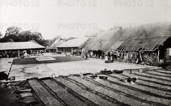 Drying a crop, India. An unidentifed crop, probably tea leaves, has been raked out to dry in the sun upon long straw mats. India, circa 1935. India, Southern Asia, Asia.