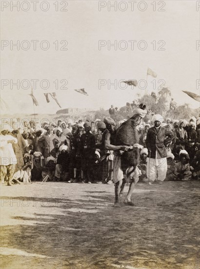 Lifting a blindfolded donkey. A man struggles to lift a blindfolded donkey in front of a crowd of spectators at an outdoor event, possibly as a test of strength. Sukkur, Sind, India (Sindh, Pakistan), circa 1908. Sukkur, Sindh, Pakistan, Southern Asia, Asia.