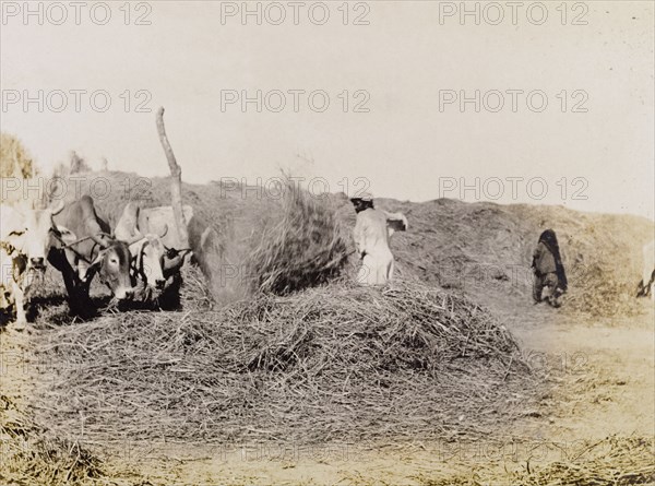 Feeding the cows at Sukkur. A farm labourer feeds three cows, throwing hay into a messy pile with the use of a pitchfork. Sukkur, Sind, India (Sindh, Pakistan), circa 1908. Sukkur, Sindh, Pakistan, Southern Asia, Asia.