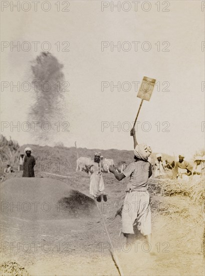 Wind winnowing, India. A farm labourer tosses harvested grain up into the air with a shovel to separate out the lighter chaff. This method is known as wind winnowing and was developed by ancient cultutres for agricultural purposes. Sukkur, Sind, India (Sindh, Pakistan), circa 1908. Sukkur, Sindh, Pakistan, Southern Asia, Asia.