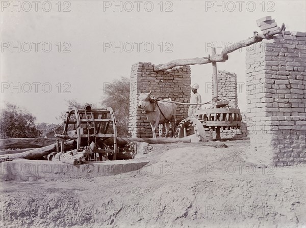 A bullock-driven water wheel, India. A labourer oversees a bullock as it walks in circles to turn the wooden axel of a water wheel. India, circa 1925. India, Southern Asia, Asia.