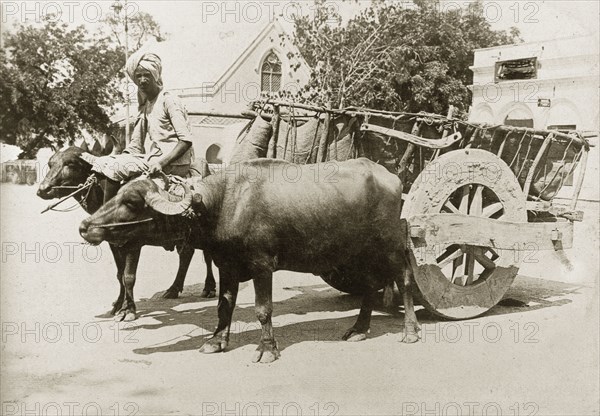 A cart pulled by water buffalo. A pair of harnessed water buffaloes pull a large, two-wheeled cart along a road. India, circa 1915. India, Southern Asia, Asia.