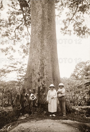 Group beside a Khaya tree. A European couple stand at the base of a large Khaya tree, also known as an African mahogany, with five semi-naked African men. Southern Africa, circa 1940., Southern Africa, Africa.