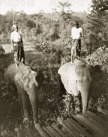 Mahouts with their logging elephants. Two Burmese mahouts (elephant handlers) stand up on the backs of their elephants. The animals would have been used to manoeuvre timber in the teak forests of Burma (Myanmar). Burma (Myanmar), circa 1908. Burma (Myanmar), South East Asia, Asia.