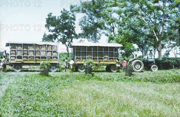 Taking tea leaves to a processing factory. Two trolleys full of tea leaves are towed by tractor from a tea estate weighing station to a processing factory. Assam, India, circa 1970., Assam, India, Southern Asia, Asia.