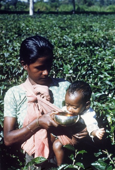 A tea picker and her baby. A tea picker pauses to give her baby a drink as she works in the plantations of a tea estate. The child is carried close to her body in a sling around her shoulder and drinks from a gold bowl. Assam, India, circa 1970., Assam, India, Southern Asia, Asia.