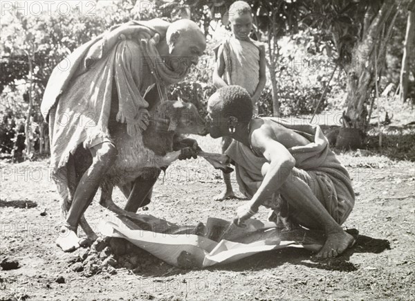 Kikuyu purification ceremony. A Kikuyu man takes part in a purification ceremony, drinking a witch doctor's concoction from the nose of a sacrificed goat. Traditionally, the concoction is made from herbs and minerals, mixed with the goat's undigested stomach contents. It is administered by an elder or witch doctor, and either spat or vomited out to cleanse the perpetrator of their sins. South Nyeri, Kenya, 1936. Nyeri, Central (Kenya), Kenya, Eastern Africa, Africa.