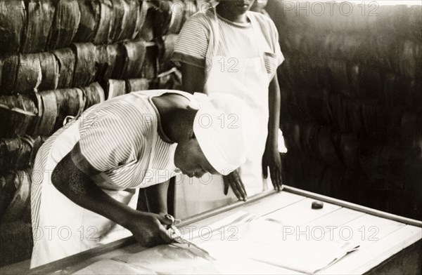 Making garments at a mission school. A Kikuyu student of the Church of Scotland mission school bends over a bench as she carefully cuts a section of cloth with a pair of scissors. Related captions comment that "the girls (were) dressed in European clothing and taught domestic skills... including making garments for their children". Reference is also made to traditional Kikuyu clothing made from "cured goat skins". South Nyeri, Kenya, 1936. Nyeri, Central (Kenya), Kenya, Eastern Africa, Africa.