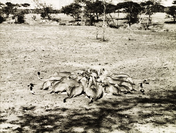 Lionesses feeding. A pride of Serengeti lionesses (Panthera leo) gather in a circle to feed on a recent kill. Lake Province, Tanganyika Territory (Mara, Tanzania), circa 1935., Mara, Tanzania, Eastern Africa, Africa.