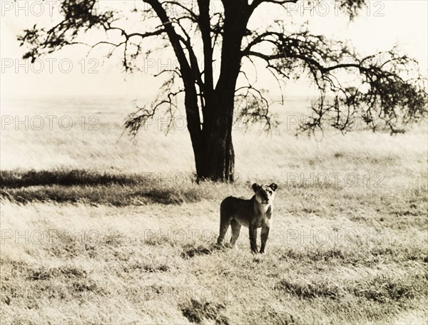Lioness in the Serengeti. A young lioness (Panthera leo) stands attentively in the grasslands of the Serengeti. Lake Province, Tanganyika Territory (Mara, Tanzania), circa 1935., Mara, Tanzania, Eastern Africa, Africa.