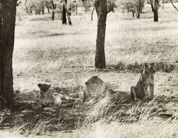 Lions in the Serengeti. A pride of lions (Panthera leo) rest in the shade of a tree in the grasslands of the Serengeti. Lake Province, Tanganyika Territory (Mara, Tanzania), circa 1935., Mara, Tanzania, Eastern Africa, Africa.