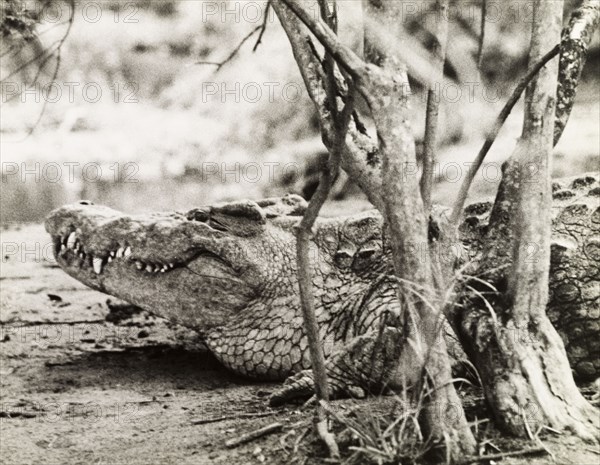 Nile crocodile at Murchison Falls . A Nile crocodile (Crocodylus niloticus) rests on a riverbank at Murchison Falls. Northern Uganda, circa 1935., North (Uganda), Uganda, Eastern Africa, Africa.