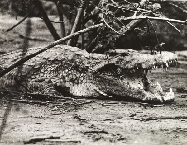 Nile crocodile at Murchison Falls . A Nile crocodile (Crocodylus niloticus) bares its teeth at Murchison Falls. Northern Uganda, circa 1935., North (Uganda), Uganda, Eastern Africa, Africa.