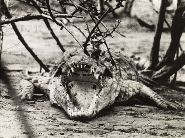 Nile crocodile at Murchison Falls . A Nile crocodile (Crocodylus niloticus) bares its teeth at Murchison Falls. Northern Uganda, circa 1935., North (Uganda), Uganda, Eastern Africa, Africa.