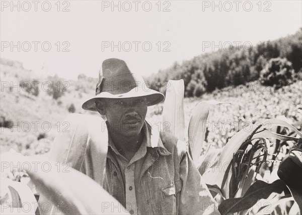 African man wearing a sun hat. An African man stands amongst vegetation in the Kenyan countryside, wearing a wide-brimmed sun hat and a Western-style shirt. He may have been acting as a guide to Elspeth Huxley, the photographer of this image. Kenya, circa 1936. Kenya, Eastern Africa, Africa.
